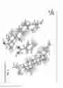 Fig. 09 - Cocrystals of progesterone