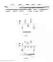 Fig. 02 - Gamma-AA-peptide STAT3/DNA inhibitors and methods of use