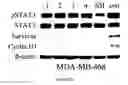 Fig. 21 - Gamma-AA-peptide STAT3/DNA inhibitors and methods of use