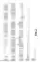 Fig. 03 - Chimeric fibroblast growth factor 19 proteins and methods of use