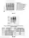 Fig. 10 - Methods and compositions comprising human recombinant growth and differentiation factor-5 (rhGDF-5)