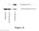 Fig. 07 - Modulating gamma-C-cytokine activity