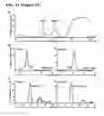 Fig. 20 - Cleavage and exchange of major histocompatibility complex ligands employing azobenzene-containing peptides