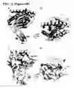 Fig. 21 - Cleavage and exchange of major histocompatibility complex ligands employing azobenzene-containing peptides
