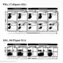Fig. 24 - Cleavage and exchange of major histocompatibility complex ligands employing azobenzene-containing peptides