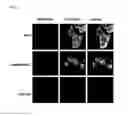 Fig. 05 - Synthetic antibody mimic peptides