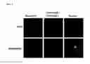 Fig. 07 - Synthetic antibody mimic peptides