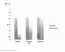 Fig. 14 - Synthetic antibody mimic peptides