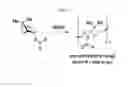 Fig. 08 - Apopinene as a biorenewable monomer for ring-opening metathesis polymerization