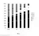 Fig. 03 - METHODS AND COMPOSITIONS FOR RECHARGING SYSTEMS AND RECHARGED SYSTEMS