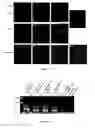 Fig. 09 - Methods for reprogramming cells and uses thereof