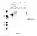 Fig. 10 - Methods for reprogramming cells and uses thereof