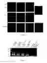 Fig. 09 - Methods for reprogramming cells and uses thereof