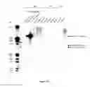 Fig. 10 - Methods for reprogramming cells and uses thereof