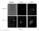 Fig. 16 - Methods for reprogramming cells and uses thereof