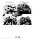 Fig. 02 - METHODS OF ENHANCING T-CELL LONGEVITY AND USES THEREOF