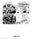 Fig. 03 - METHODS OF ENHANCING T-CELL LONGEVITY AND USES THEREOF
