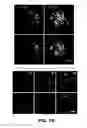 Fig. 05 - METHODS OF ENHANCING T-CELL LONGEVITY AND USES THEREOF