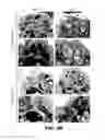 Fig. 08 - METHODS OF ENHANCING T-CELL LONGEVITY AND USES THEREOF