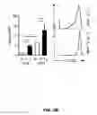 Fig. 17 - METHODS OF ENHANCING T-CELL LONGEVITY AND USES THEREOF