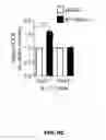 Fig. 30 - METHODS OF ENHANCING T-CELL LONGEVITY AND USES THEREOF
