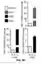 Fig. 50 - METHODS OF ENHANCING T-CELL LONGEVITY AND USES THEREOF