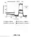 Fig. 55 - METHODS OF ENHANCING T-CELL LONGEVITY AND USES THEREOF