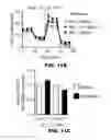 Fig. 56 - METHODS OF ENHANCING T-CELL LONGEVITY AND USES THEREOF