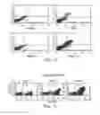 Fig. 16 - MODULATED IMMUNODOMINANCE THERAPY