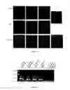 Fig. 09 - Methods for reprogramming cells and uses thereof