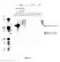Fig. 10 - Methods for reprogramming cells and uses thereof