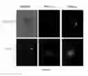 Fig. 16 - Methods for reprogramming cells and uses thereof
