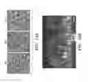 Fig. 15 - Cell culture system