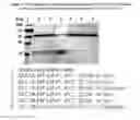 Fig. 03 - Cell-targeting molecules comprising protease-cleavage resistant, Shiga toxin A subunit effector polypeptides and carboxy-terminal moieties