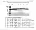 Fig. 04 - Cell-targeting molecules comprising protease-cleavage resistant, Shiga toxin A subunit effector polypeptides and carboxy-terminal moieties
