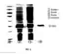 Fig. 03 - Psicose epimerase and psicose production method using same