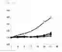 Fig. 07 - RNAi PHARMACEUTICAL COMPOSITION FOR SUPPRESSING EXPRESSION OF
CKAP5 GENE