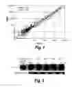Fig. 02 - Modulation of human cytomegalovirus replication by micro-RNA 132 (miR132), micro-RNA 145 (miR145) and micro-RNA 212 (miR212)
