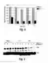 Fig. 04 - Modulation of human cytomegalovirus replication by micro-RNA 132 (miR132), micro-RNA 145 (miR145) and micro-RNA 212 (miR212)