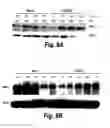 Fig. 06 - Modulation of human cytomegalovirus replication by micro-RNA 132 (miR132), micro-RNA 145 (miR145) and micro-RNA 212 (miR212)