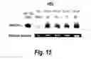 Fig. 12 - Modulation of human cytomegalovirus replication by micro-RNA 132 (miR132), micro-RNA 145 (miR145) and micro-RNA 212 (miR212)
