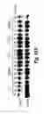 Fig. 15 - Modulation of human cytomegalovirus replication by micro-RNA 132 (miR132), micro-RNA 145 (miR145) and micro-RNA 212 (miR212)