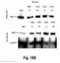Fig. 16 - Modulation of human cytomegalovirus replication by micro-RNA 132 (miR132), micro-RNA 145 (miR145) and micro-RNA 212 (miR212)