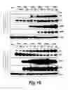 Fig. 17 - Modulation of human cytomegalovirus replication by micro-RNA 132 (miR132), micro-RNA 145 (miR145) and micro-RNA 212 (miR212)