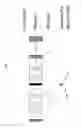 Fig. 11 - Modulation of gene expression and screening for deregulated protein expression