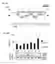 Fig. 21 - Modulation of gene expression and screening for deregulated protein expression