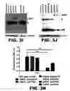 Fig. 13 - METHODS OF INHIBITING VIRAL REPLICATION COMPRISING THE SIGNAL PEPTIDASE COMPLEX