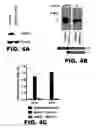 Fig. 14 - METHODS OF INHIBITING VIRAL REPLICATION COMPRISING THE SIGNAL PEPTIDASE COMPLEX