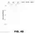 Fig. 15 - METHODS OF INHIBITING VIRAL REPLICATION COMPRISING THE SIGNAL PEPTIDASE COMPLEX