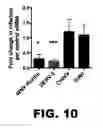 Fig. 25 - METHODS OF INHIBITING VIRAL REPLICATION COMPRISING THE SIGNAL PEPTIDASE COMPLEX